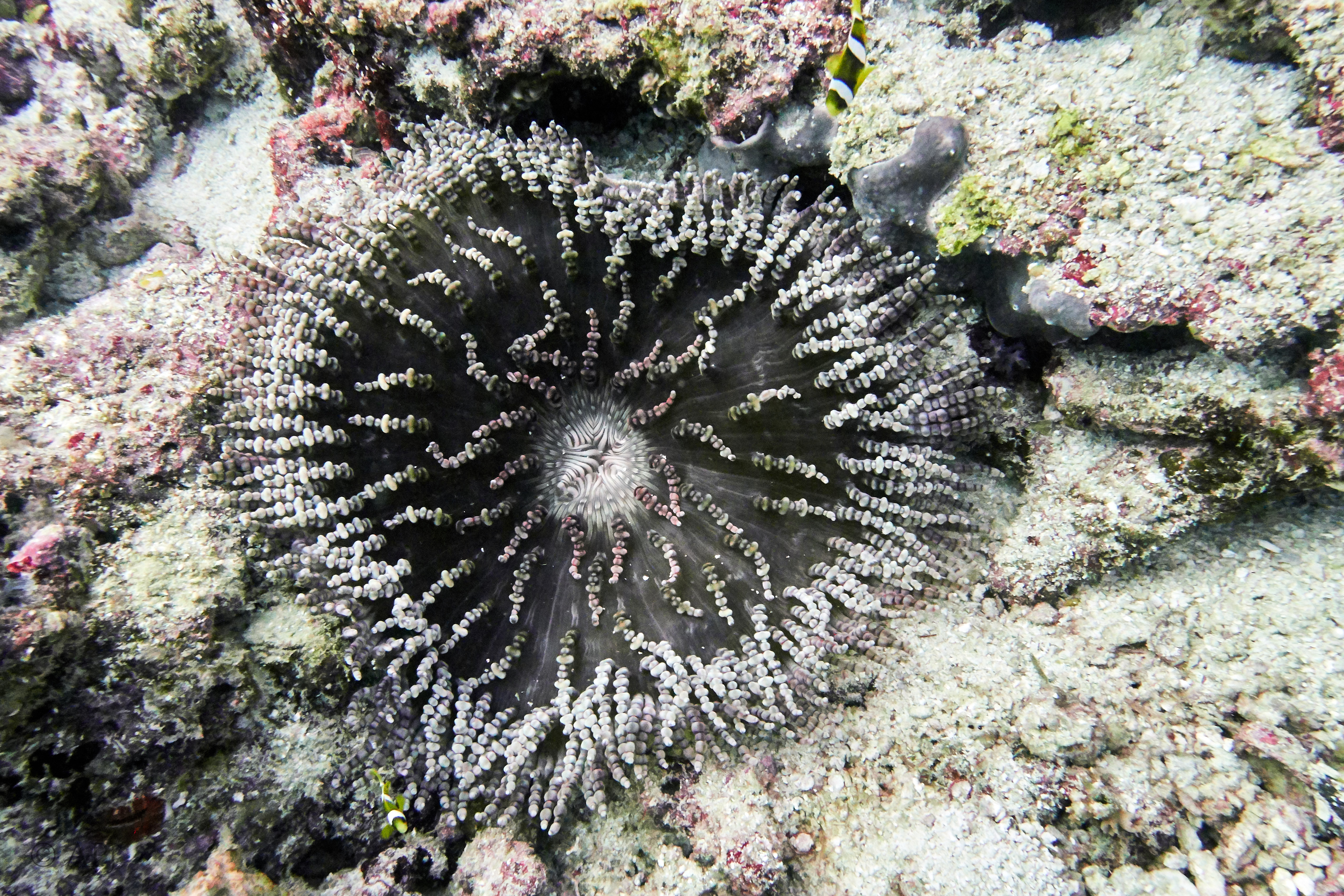 000989 16 08 17  Canon PowerShot G7 X Mark II   Malediven2017